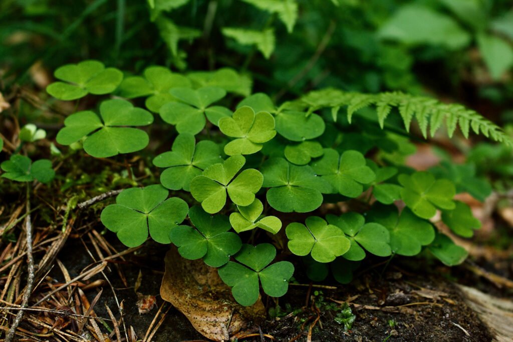 A plant of clovers there are multiple four leaf clovers.